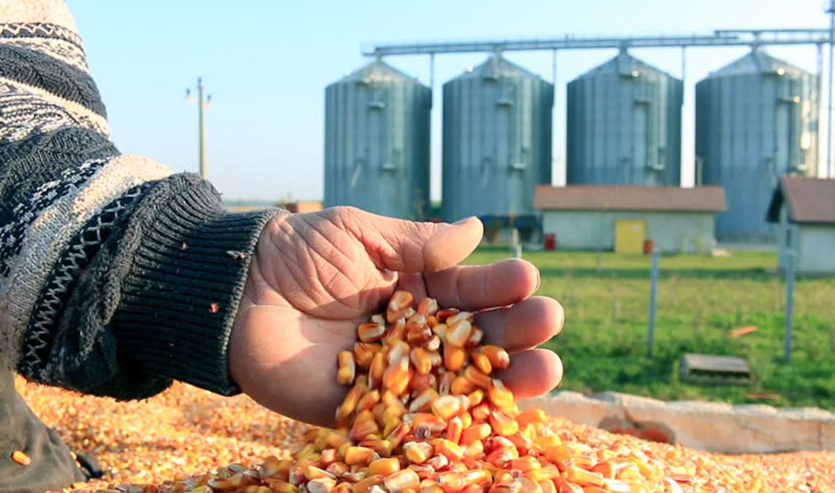 ذرت آلوده ذرت آلوده