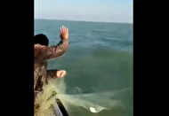 کار تحسین برانگیز ماهیگیر بوشهری در نجات یک دلفین