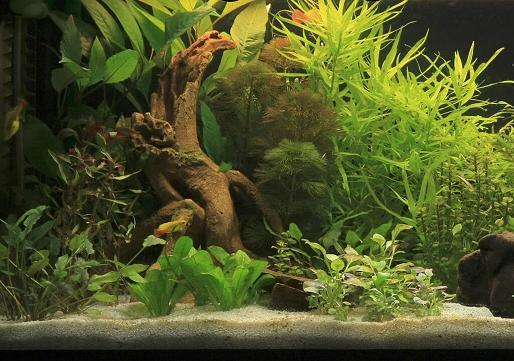 بهترین گیاهان آکواریومی