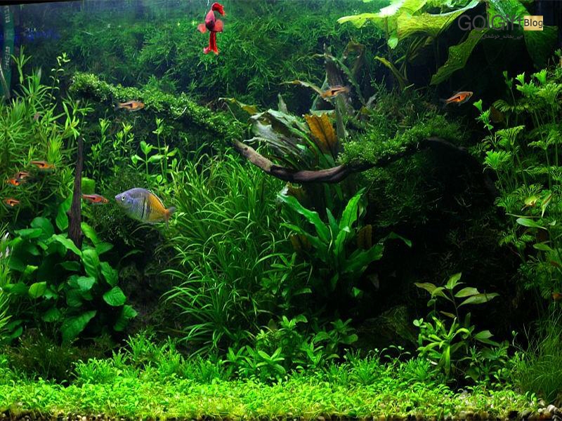 بهترین گیاهان آکواریومی