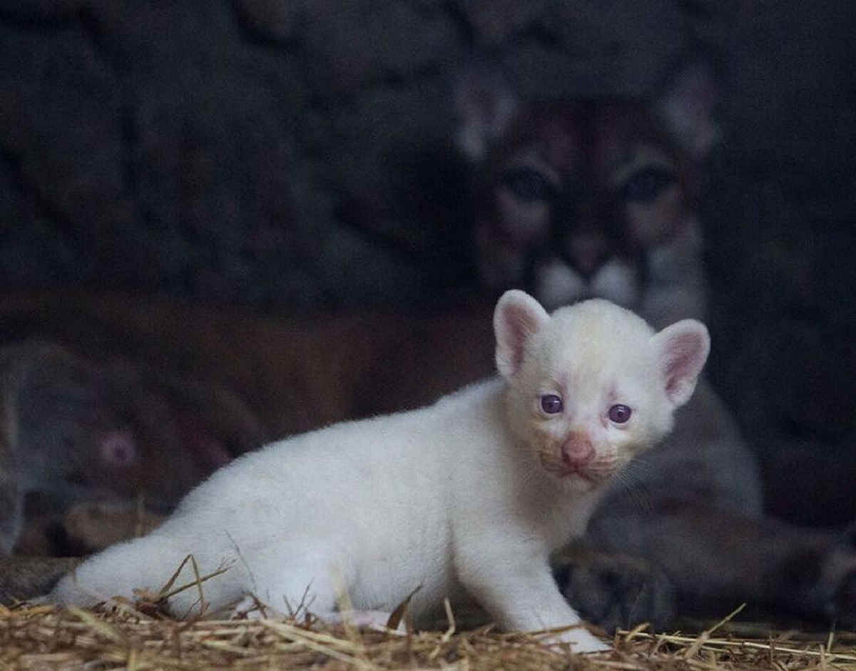 تولد یک توله پومای زال به شدت کمیاب تولد یک توله پومای زال به شدت کمیاب