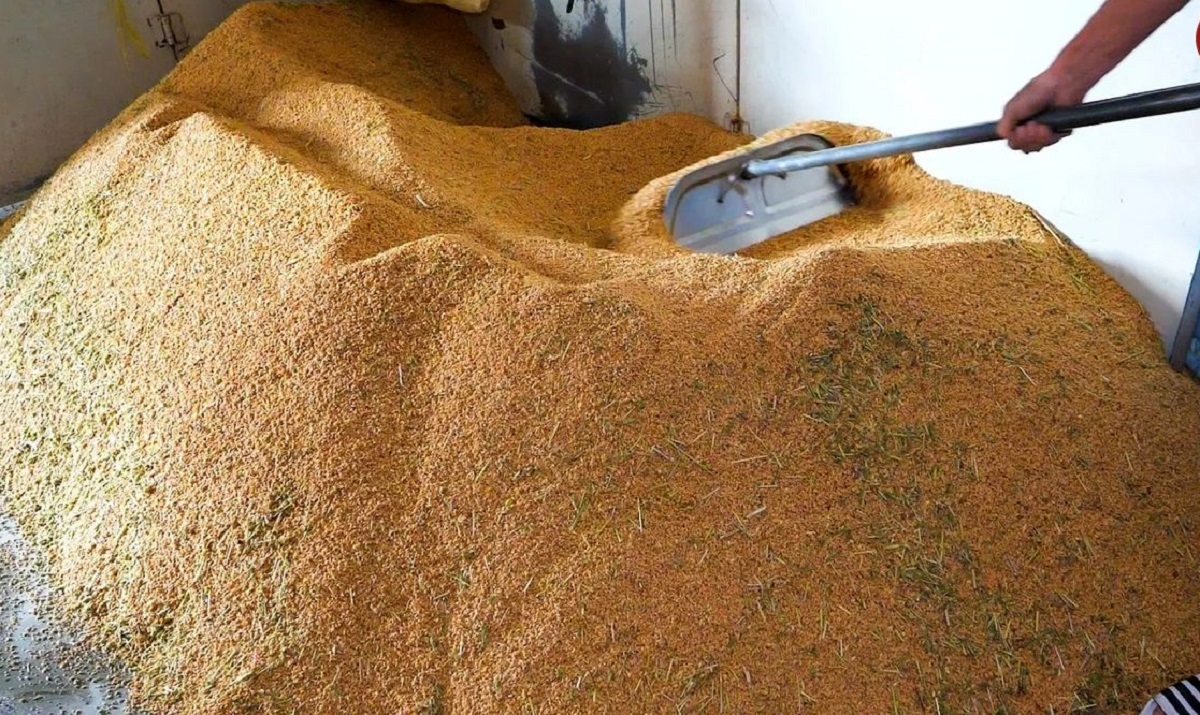 فیلم تولید برنج تایوانی در کارخانه فیلم تولید برنج تایوانی در کارخانه