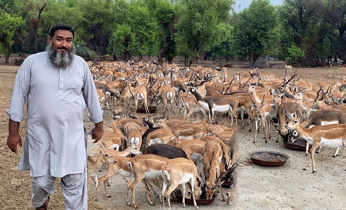 فیلم حیرت آور مزرعه پرورش گوزن فیلم حیرت آور مزرعه پرورش گوزن