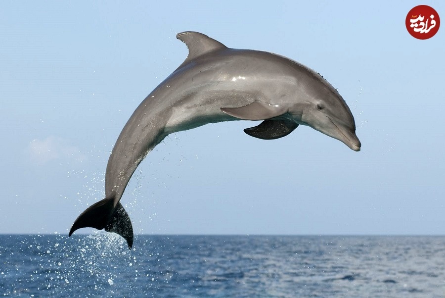 باهوش‌ترین حیوانات جهان را بشناسید