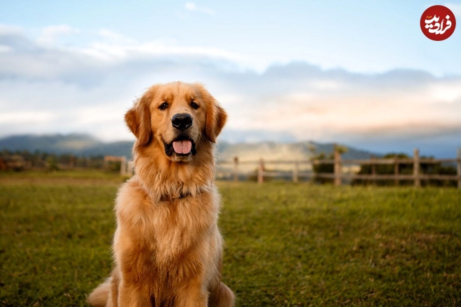 باهوش‌ترین حیوانات جهان را بشناسید