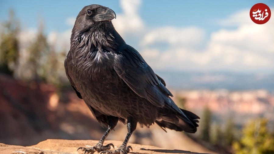 باهوش‌ترین حیوانات جهان را بشناسید