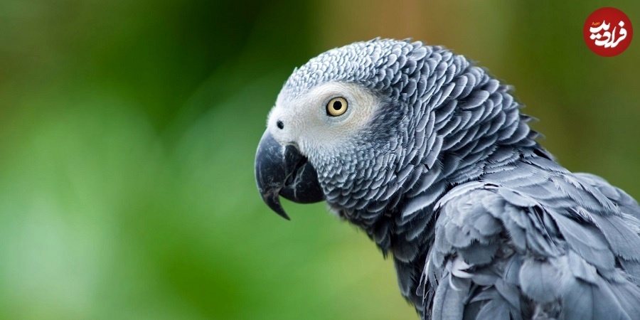 باهوش‌ترین حیوانات جهان را بشناسید