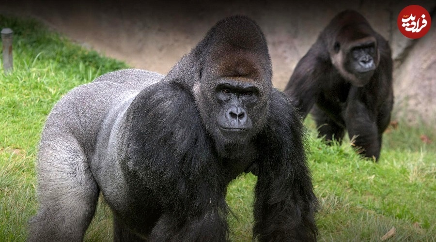 باهوش‌ترین حیوانات جهان را بشناسید