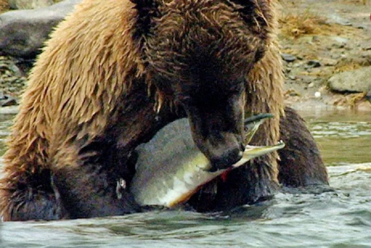 لحظه حساس شکار ماهی توسط خرس آلاسکا