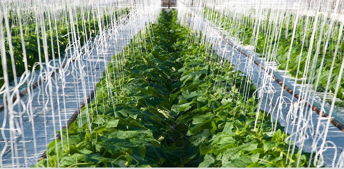 لحظه برداشت عجیبترین خیار در دنیا لحظه برداشت عجیبترین خیار در دنیا