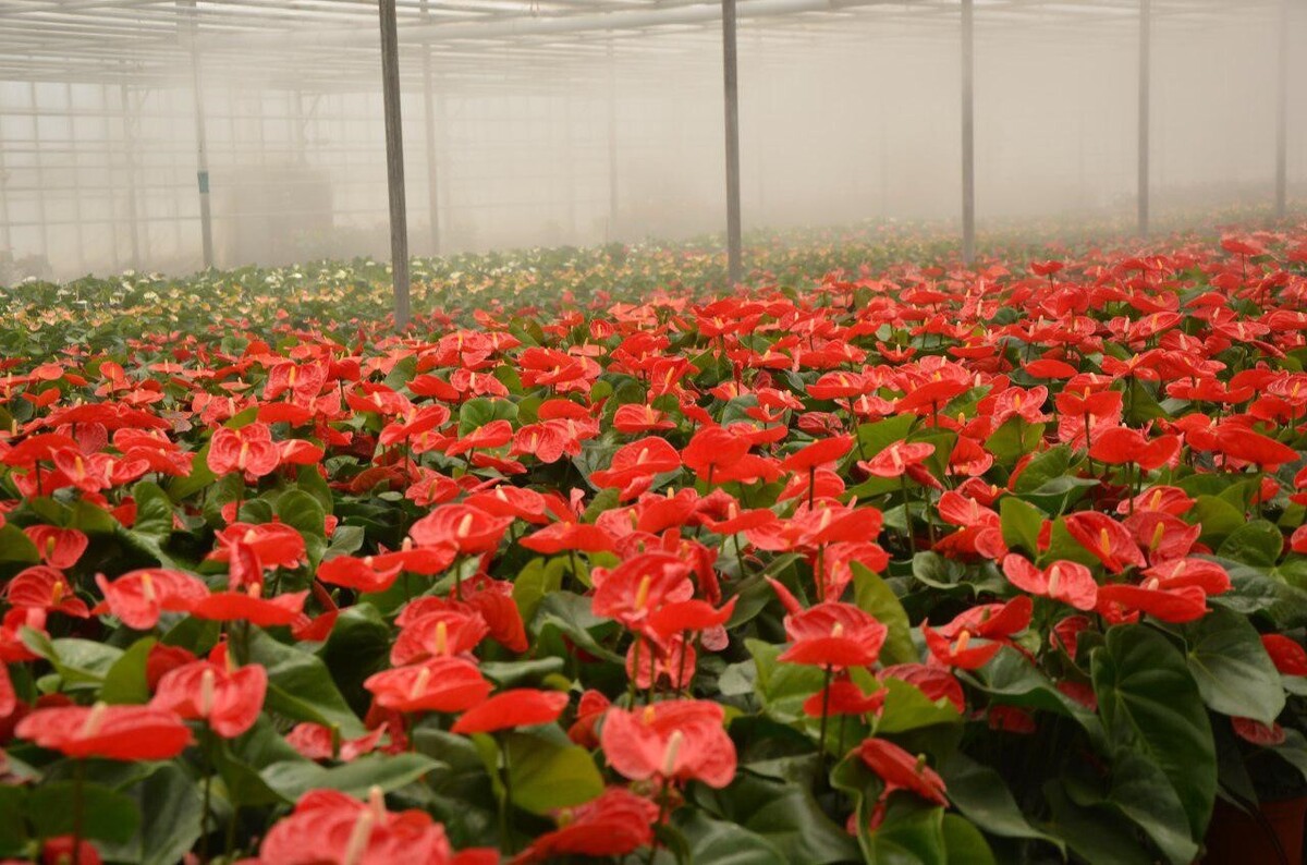 درآمد میلیاردی با  پرورش گل و گیاه در خانه برای فروش