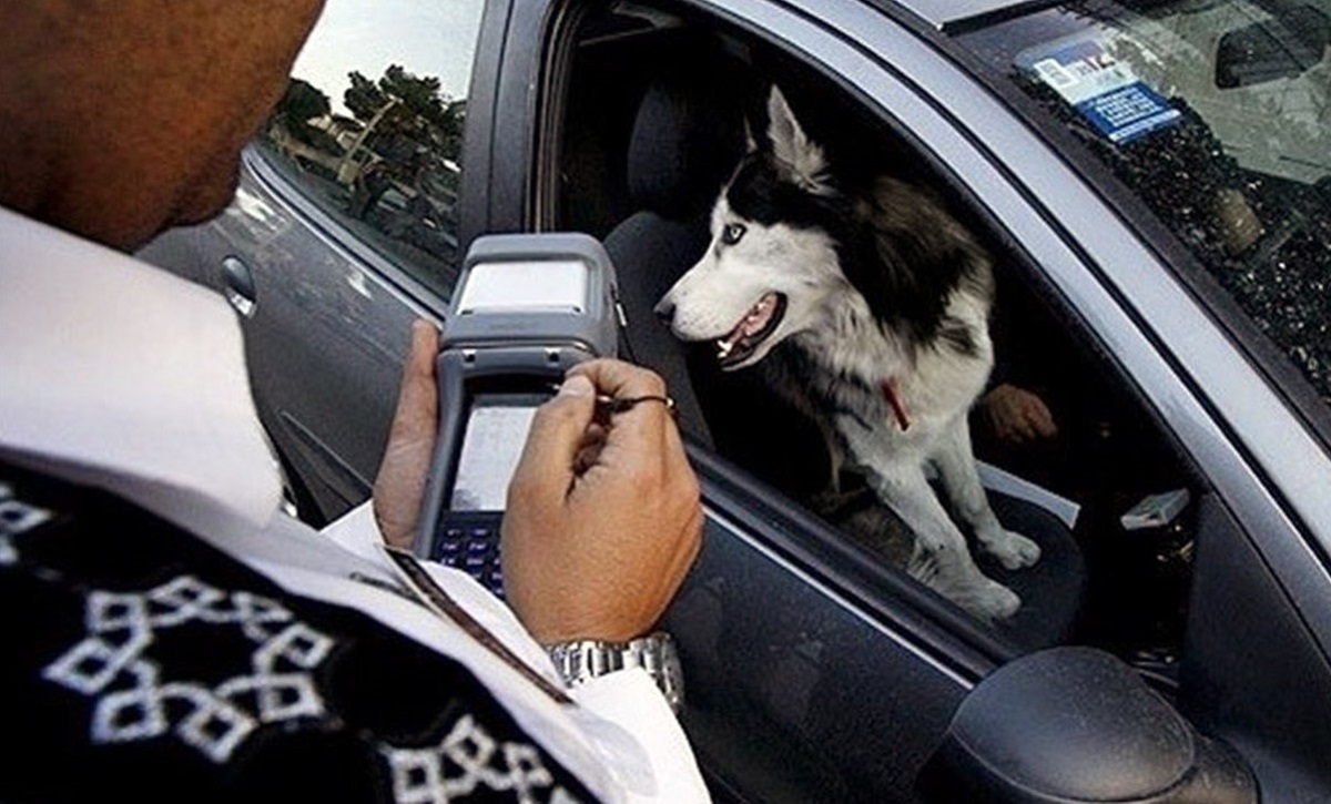 سازمان دامپزشکی کشور: هر ۱۰ تهرانی یک سگ خانگی دارد سازمان دامپزشکی کشور: هر ۱۰ تهرانی یک سگ خانگی دارد