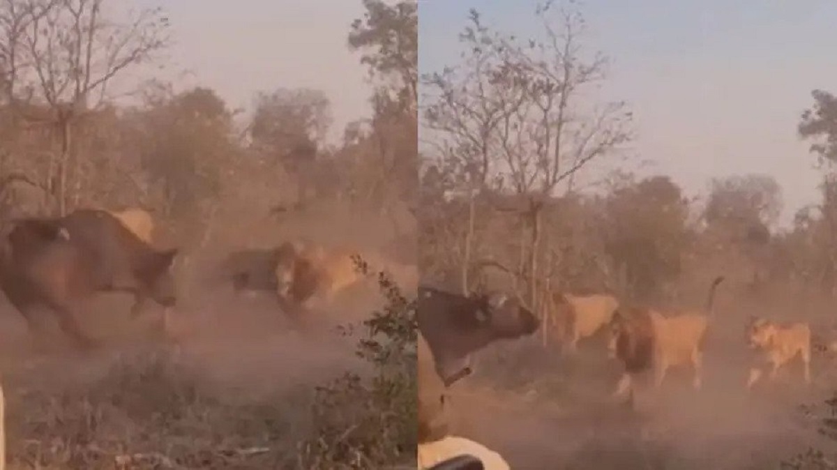 فیلم حیات وحش