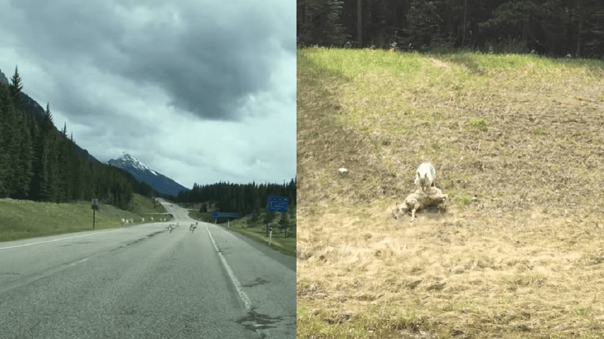 فیلم حیات وحش