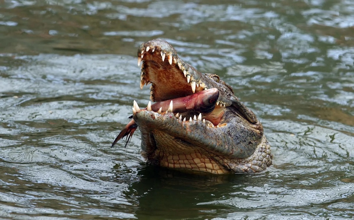 فیلم حیات وحش فیلم حیات وحش