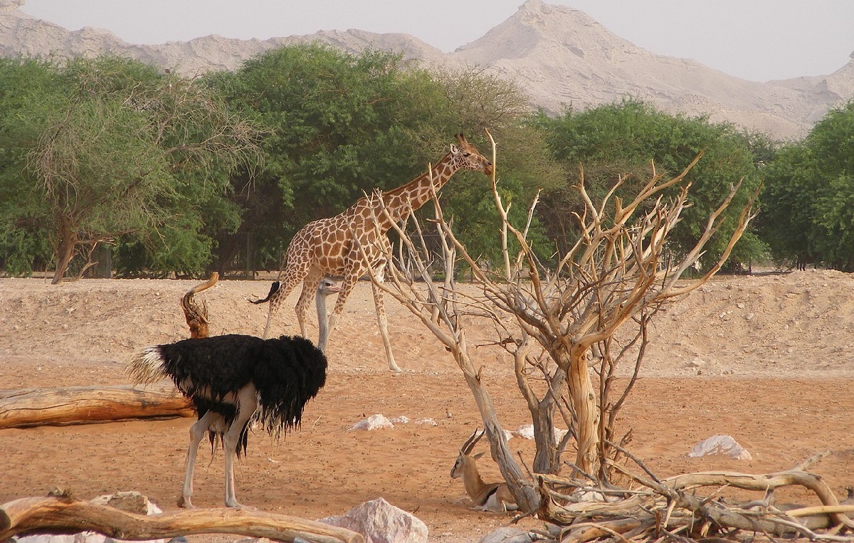 مستند حیات وحش