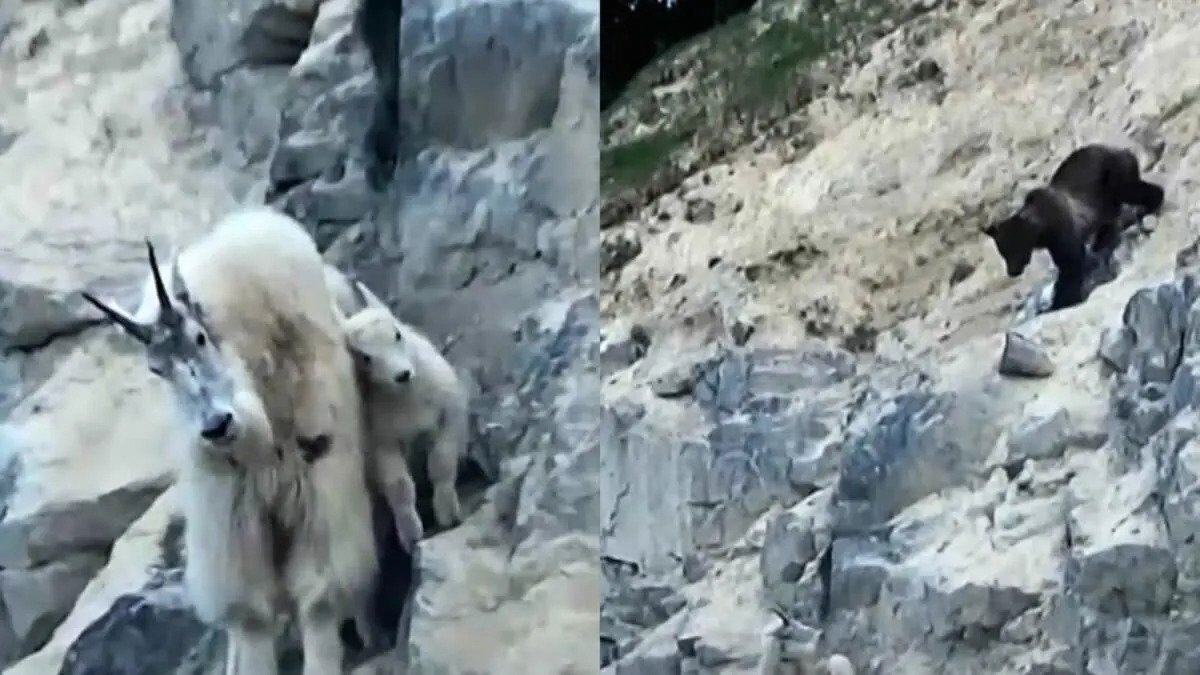 فیلم حیات وحش فیلم حیات وحش