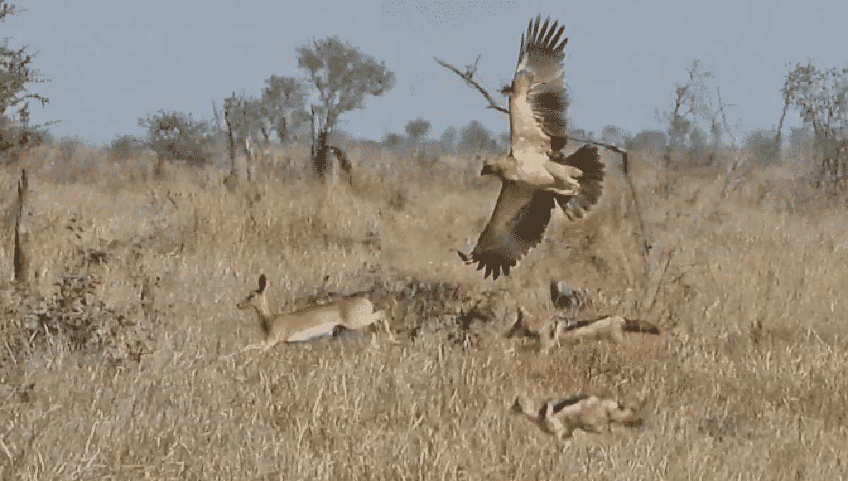 فیلم حیات وحش فیلم حیات وحش