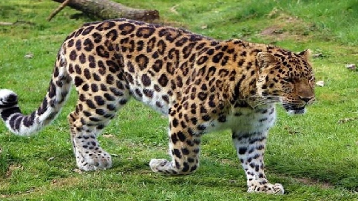 شرایط دردناک پلنگ ایرانی؛ حال ناخوش «اَرَس» در باغ وحش مشهد