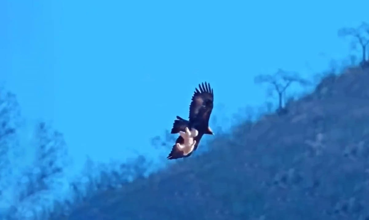 فیلم مستند حیات وحش فیلم مستند حیات وحش