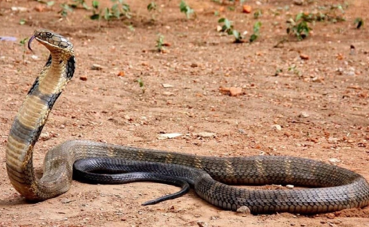 خانوادهای که با مارهای سمی زندگی میکنند! خانوادهای که با مارهای سمی زندگی میکنند!