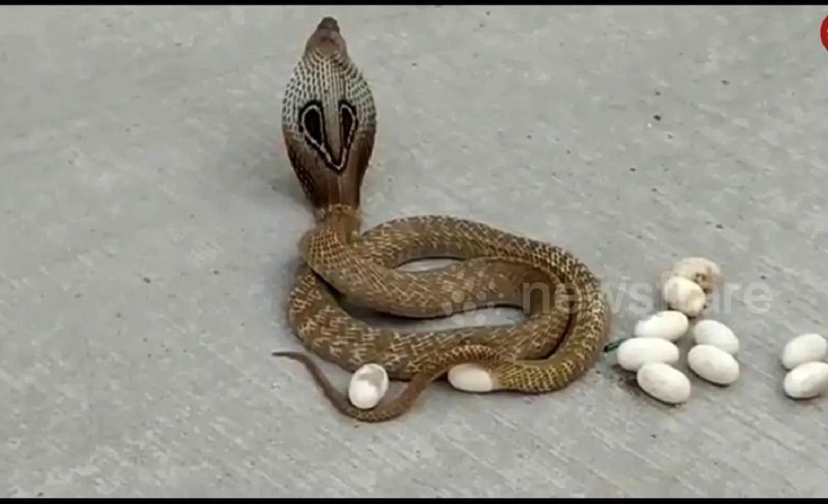 لحظه باورنکردنی تخم گذاری مار کبری وسط جاده لحظه باورنکردنی تخم گذاری مار کبری وسط جاده