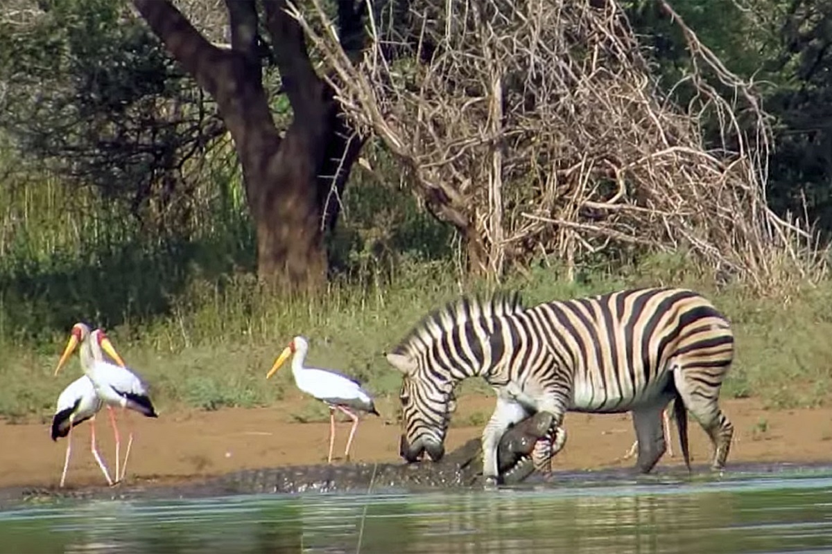 فیلم حیات وحش