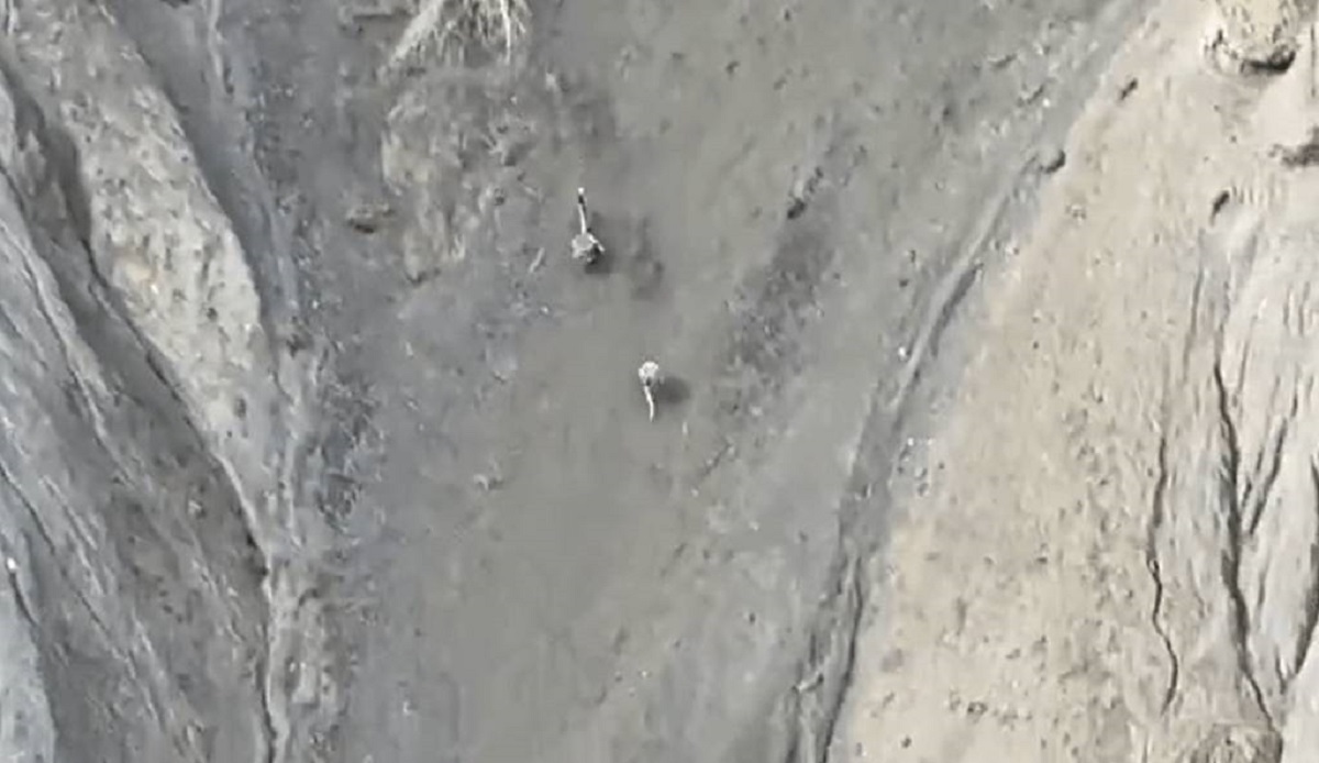 فیلم مستند حیات وحش