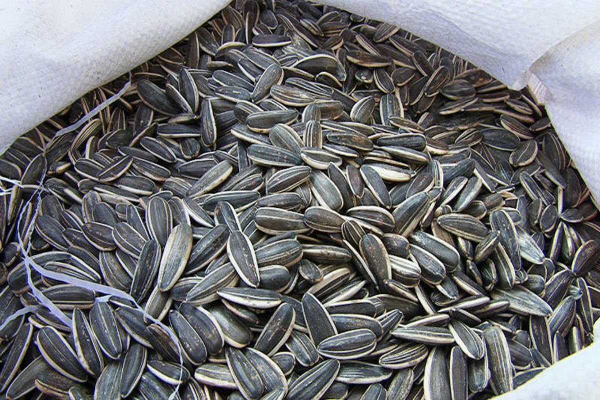 ابتکار جالب برای کاهش تصادفات جاده‌ای در یزد/ توزیع ۲ تن تخمه شور بین رانندگان!