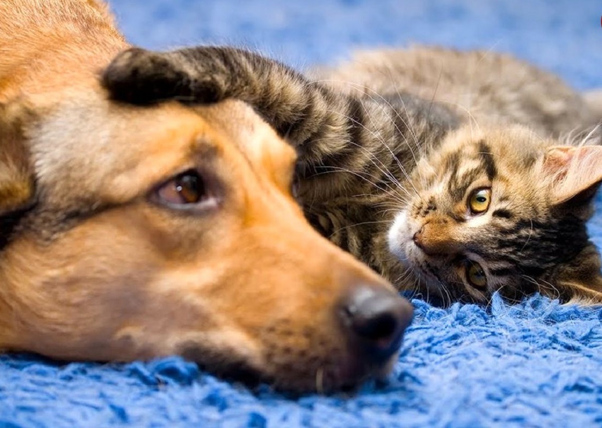 لحظههای خندهدار با حیوانات لحظههای خندهدار با حیوانات