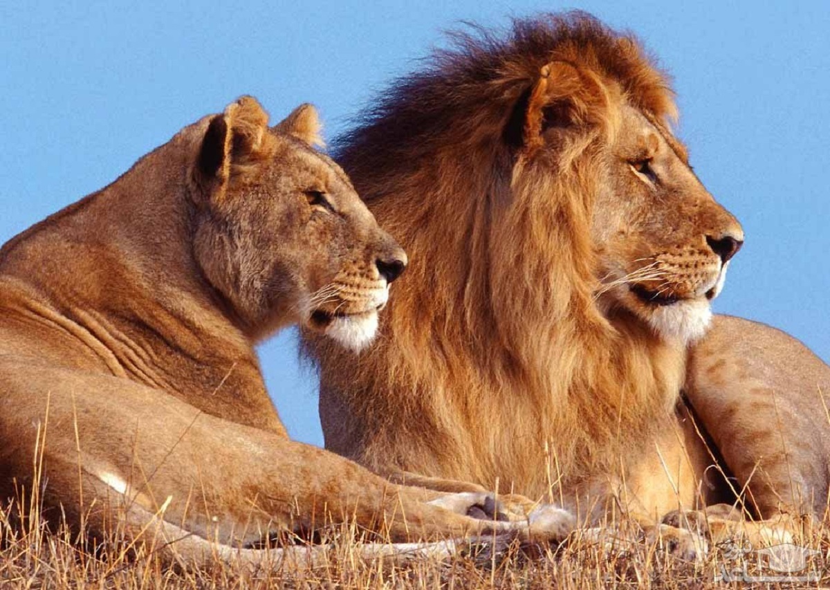 لحظه جالب حسادت شیر ماده به سلطان جنگل! لحظه جالب حسادت شیر ماده به سلطان جنگل!