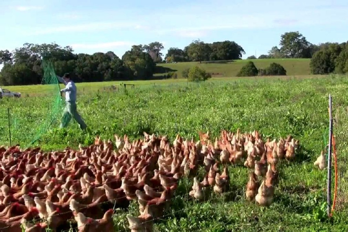 فرآیند متفاوت تامین تخم مرغ محلی در استرالیا فرآیند متفاوت تامین تخم مرغ محلی در استرالیا