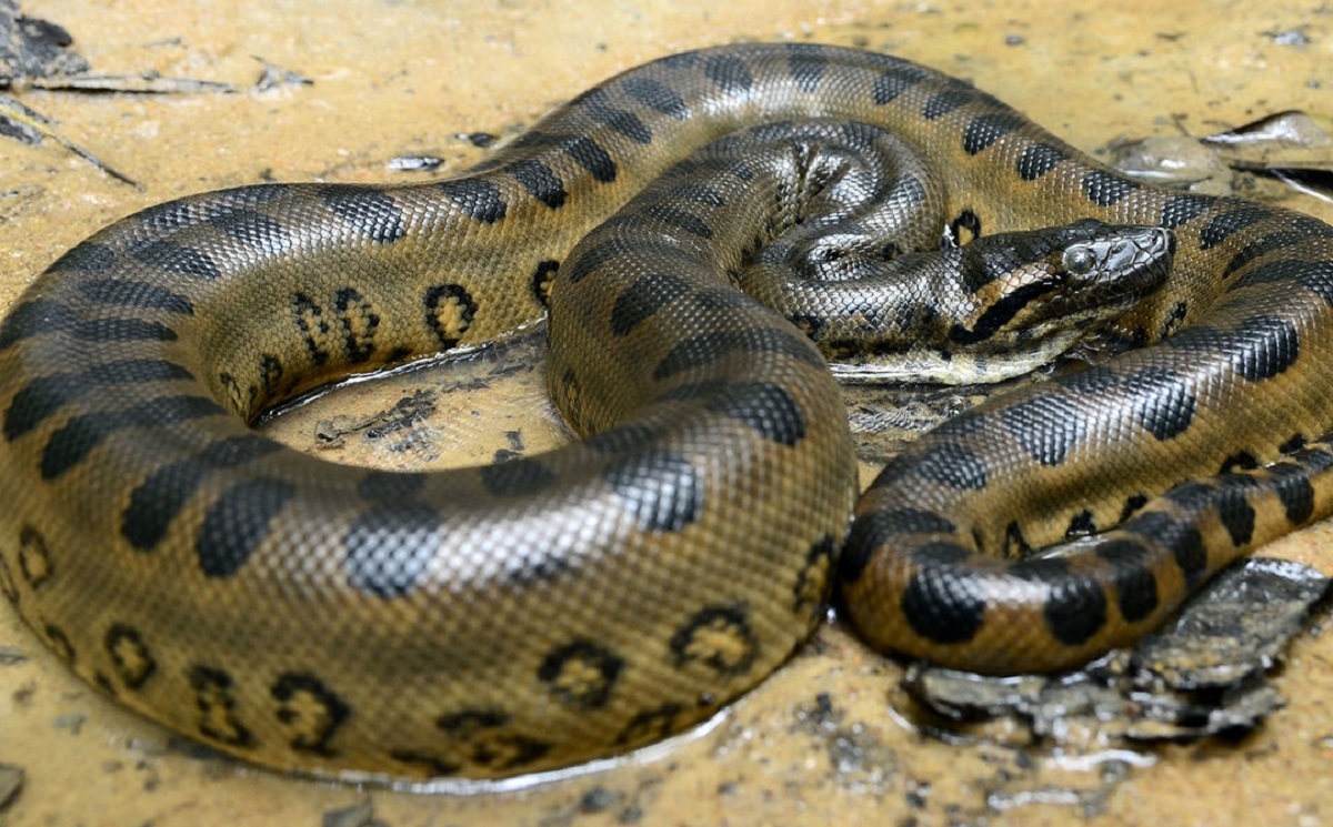 لحظه رونمایی از مارهای بزرگ جهان لحظه رونمایی از مارهای بزرگ جهان