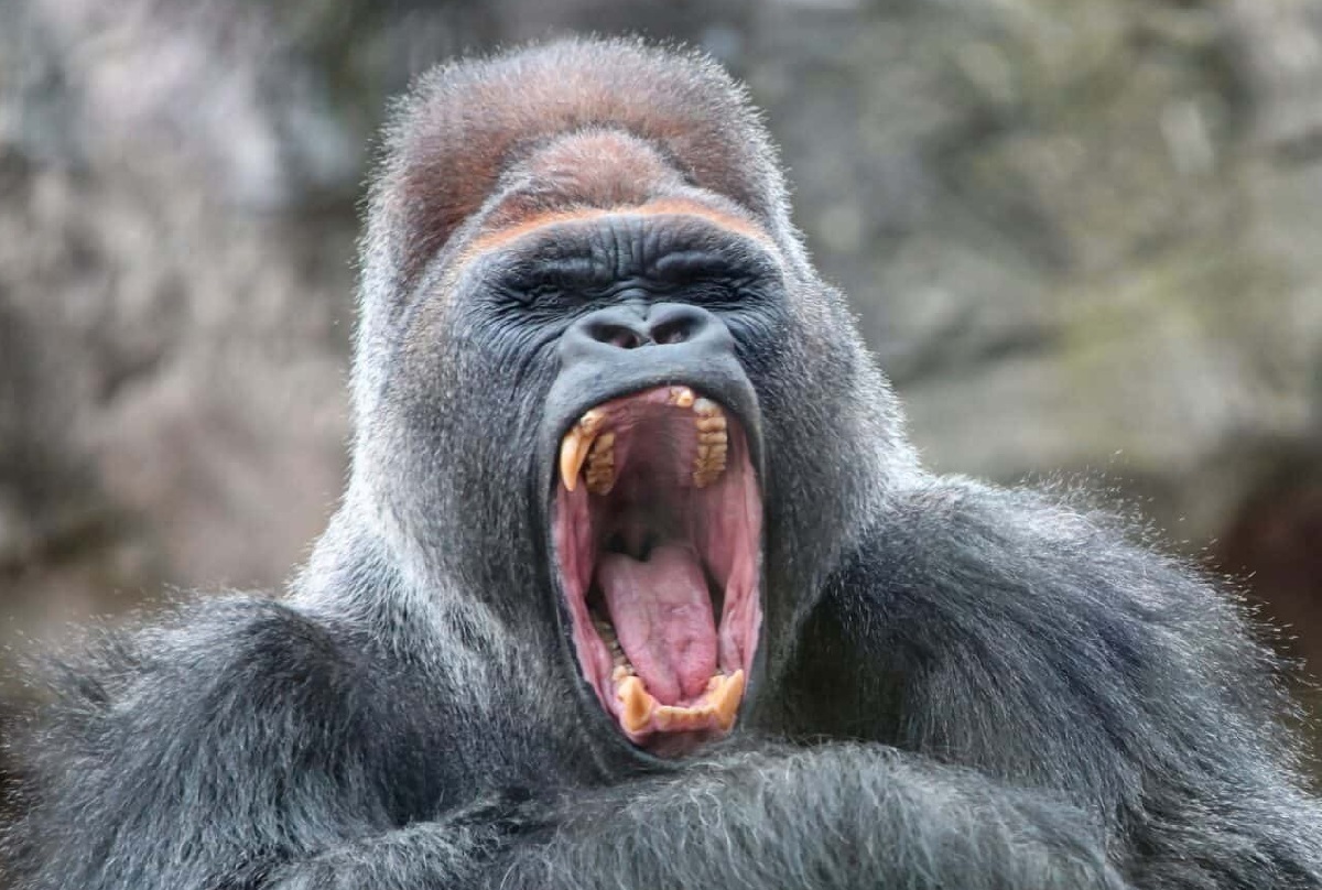 عکس مستند حیات وحش عکس مستند حیات وحش