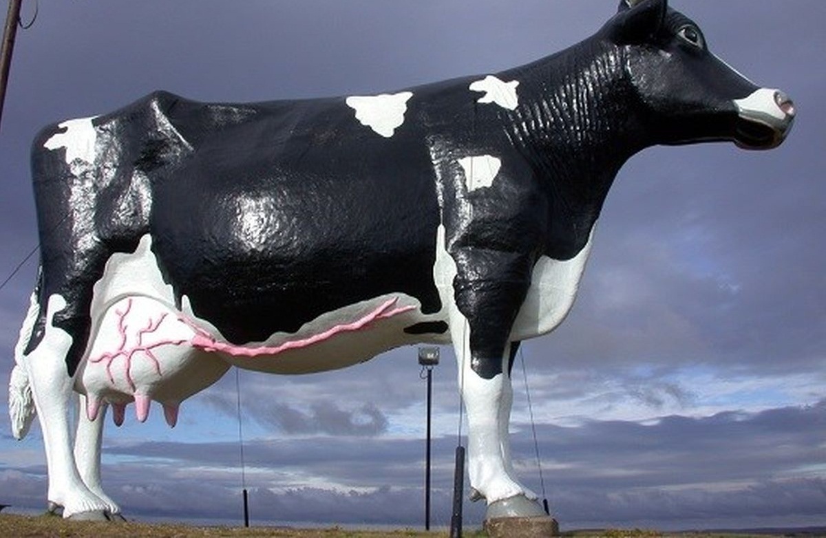 صحنه دیدنی گاو مشهور ایتالیا صحنه دیدنی گاو مشهور ایتالیا