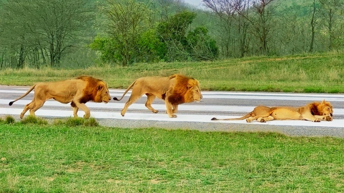 فیلم مستند حیات وحش