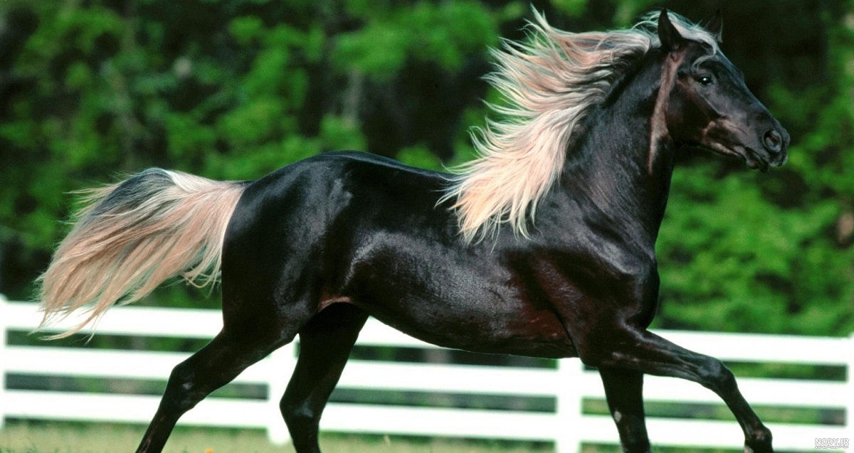 لحظه دیدنی قدرت‌نمایی بزرگترین اسب جهان