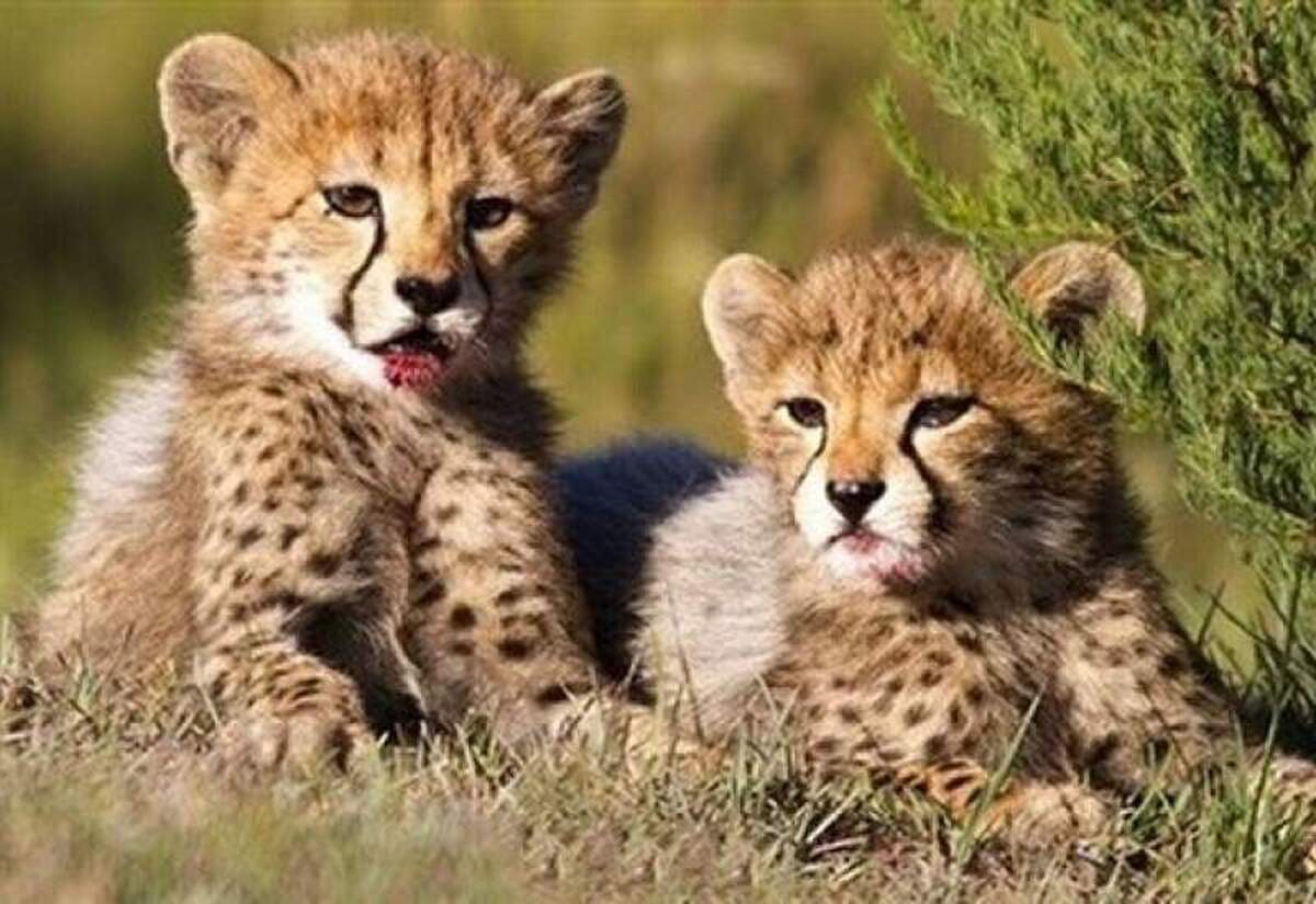 افزایش جمعیت یوزپلنگ در استان سمنان در سال آینده/ آذر و توران می‌توانند باردار شوند!