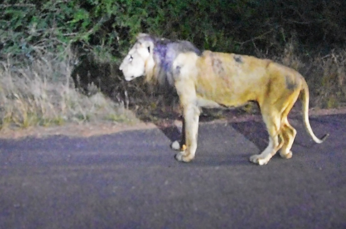 فیلم مستند حیات وحش فیلم مستند حیات وحش