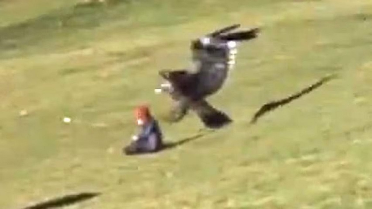 بلند کردن کودک توسط عقاب