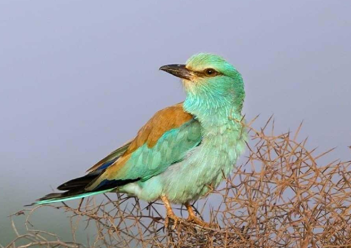 جوجهآوری سبز قبا در شبکه توزیع برق جوجهآوری سبز قبا در شبکه توزیع برق