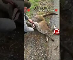 لحظه نجات بچه کانگورو پس از تصادف