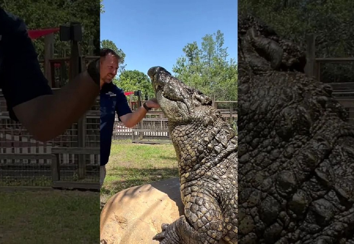 علاقه بزرگترین تمساح جهان به نوازش