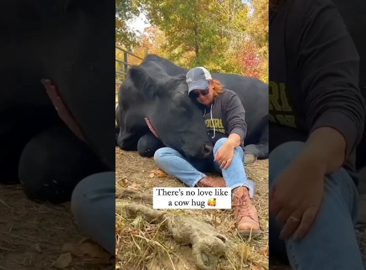 وقتی گاوها احساسی میشوند! وقتی گاوها احساسی میشوند!