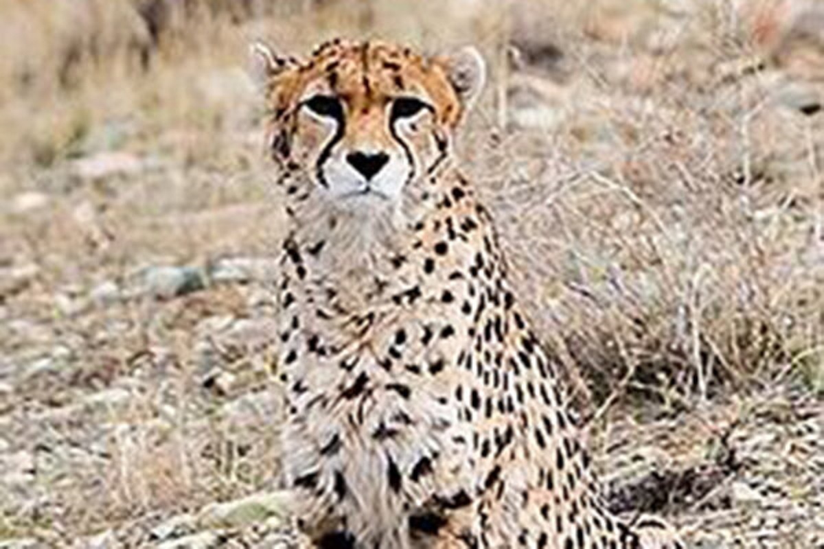 ژست جالب پلنگ گیلانی مقابل دوربین