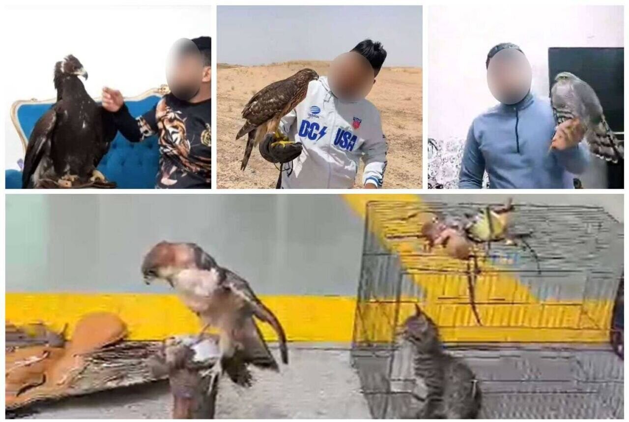 اقدام حفاظت محیط زیست؛ دکتر عقاب دستگیر شد