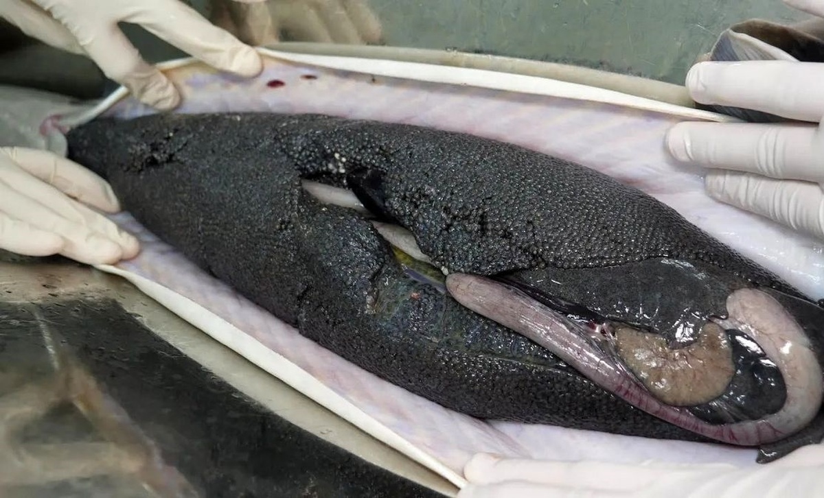 لحظه استخراج طلای سیاه از شکم فیلماهی لحظه استخراج طلای سیاه از شکم فیلماهی