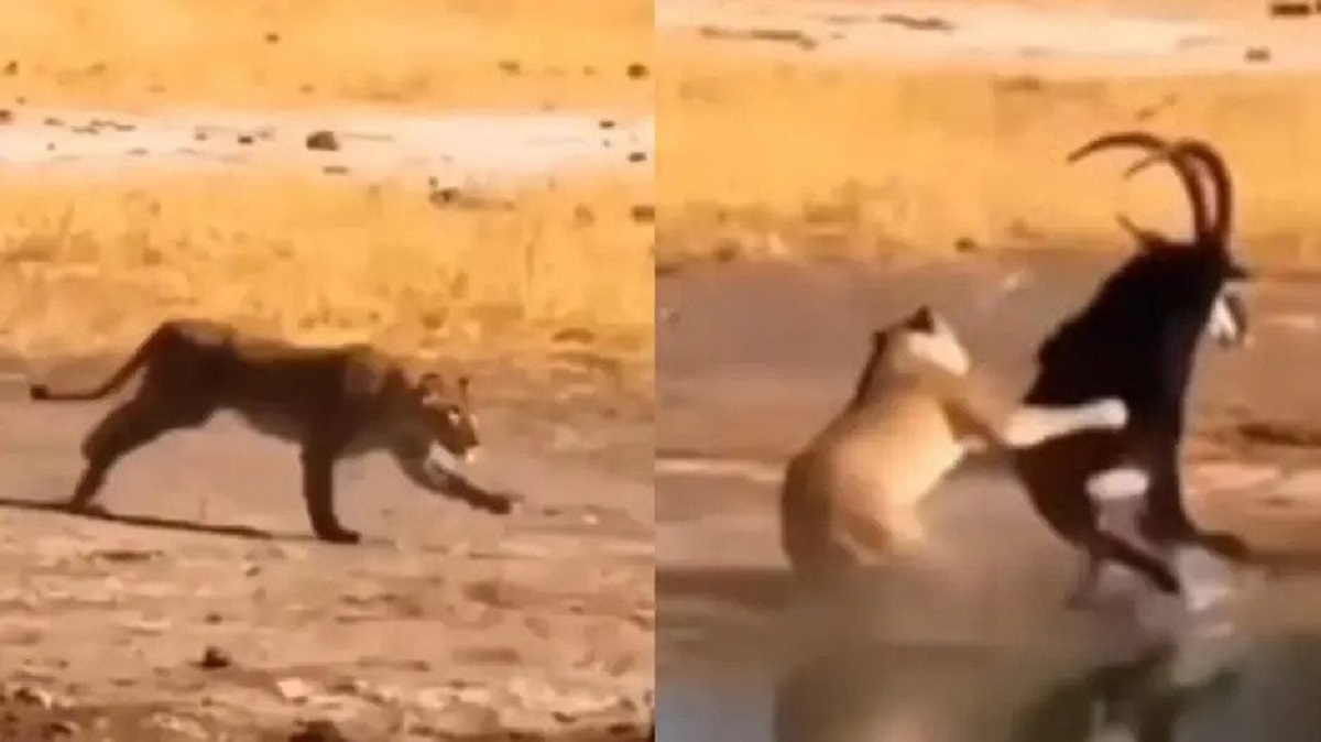 فیلم حیات وحش