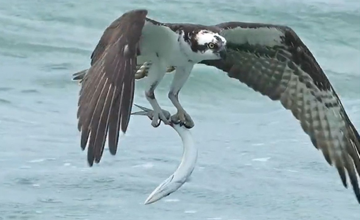 لحظه شگفتانگیز شکار عقاب با پنجههای قدرتمندش! لحظه شگفتانگیز شکار عقاب با پنجههای قدرتمندش!