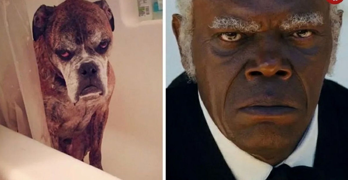 حیوانات عجیبی که دقیقاً شبیه افراد مشهور هستند! حیوانات عجیبی که دقیقاً شبیه افراد مشهور هستند!